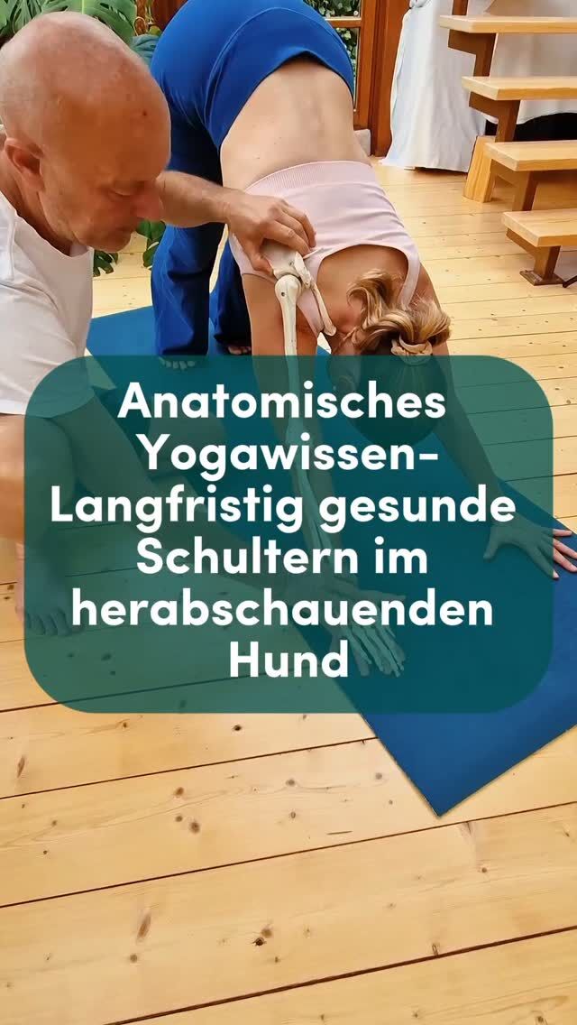 Herabschauender Hund – gesund für die Schultern? Nur mit richtiger Ausrichtung.

Kaum eine Asana wird so oft geübt – und kaum eine ist so fehleranfällig für Schulter-Impingement.

🔍 Was viele nicht wissen:
In einer anatomisch unaufmerksamen Ausführung - wird der Raum zwischen Oberarmkopf (Humerus) und dem Schulterdach (Acromion) zu eng.
Ergebnis? Langfristig : Schmerz, Reibung, bis hin zu Entzündung – das klassische Impingement-Syndrom.

🌀 Die Lösung: spiralige Verschraubung & funktionelle Ausrichtung.

✅ Unterarm-Innenrotation: Die Elle schiebt sich über die Speiche → das stabilisiert.
✅ Oberarm-Außenrotation: Der Humerus rotiert sanft nach außen, so entsteht Raum und die durchlaufenden Sehnen erfahren keine Reibung.
✅ Schulterblattführung: Den Muskel Serratus anterior bewusst ansteuern- der zieht das Schulterblatt in die Weite .

Nur so entsteht echter Raum im Glenohumeralgelenk – und eine schmerzfreie, funktionelle Haltung, auch bei häufiger Praxis.

✨️In der Ayur Yogatherapie Ausbildung lernst Du nicht nur, wie das geht – sondern warum.
Mit Händen. Mit Herz. Mit fundierter Anatomie.
✨️ Wenn Du Deine Praxis oder Dein therapeutisches Arbeiten auf ein neues Level bringen willst:
👉 Jetzt letzte Plätze sichern für die bald startende Ayur Yogatherapie Ausbildung.
Link in Bio.

#ayuryogatherapie #herabschauenderhund #impingement #schulterschmerz #yogatherapie #funktionelleanatomie #spiraldynamik #schultergesundheit #yogaausbildung #yogamitwissen #körperintelligenz #faszienarbeit #yogalehrerweiterbildung #embodiment #achtsambewegung #yogamitverstandundherz